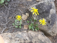 Bolandia pedunculosa