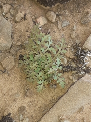 Chamarea longipedicellata