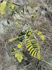 Pyranthus ambatoanus image