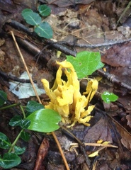 Clavulinopsis fusiformis image