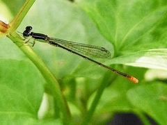 Agriocnemis pygmaea