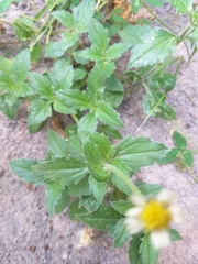 Tridax procumbens