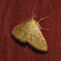 Anania labeculalis