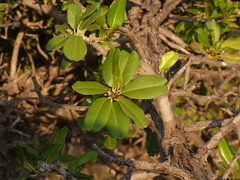 Manilkara hexandra