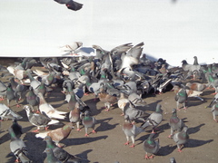 Columba livia domestica
