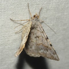 Frederickia prolificata