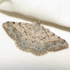 Frederickia prolificata