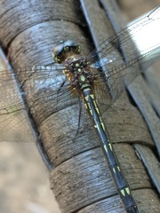 Macrothemis