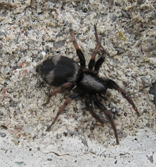 Sergiolus montanus