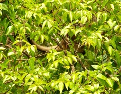 Dendrolagus lumholtzi