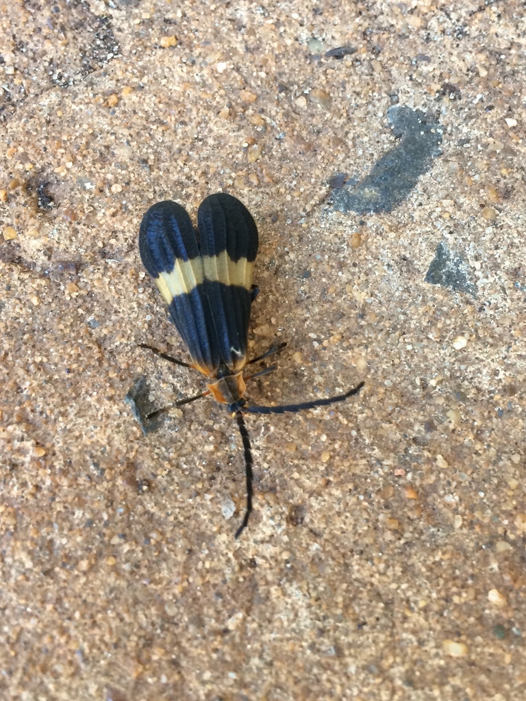 Calopteron tropicum