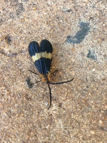 Calopteron tropicum
