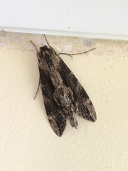 Erinnyis oenotrus