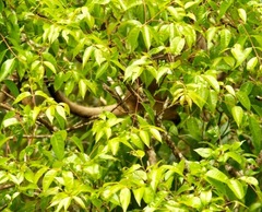 Dendrolagus lumholtzi