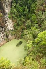 Dendrolagus lumholtzi