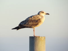 Larus michahellis
