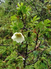 Rosa sericea