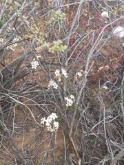 Pharnaceum aurantium