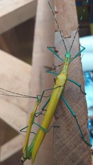 Tithonophasma tithonus