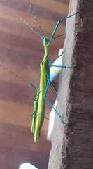 Tithonophasma tithonus