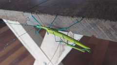 Tithonophasma tithonus