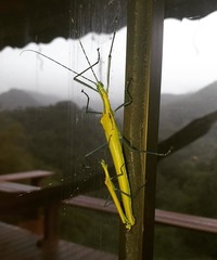 Tithonophasma tithonus