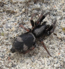 Sergiolus montanus