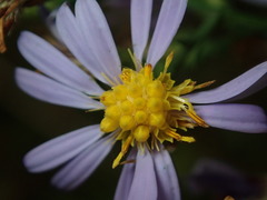 Symphyotrichum laeve laeve