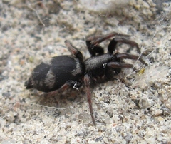 Sergiolus montanus