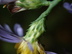 Symphyotrichum laeve laeve