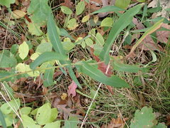 Symphyotrichum laeve laeve