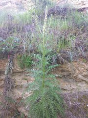Reseda suffruticosa