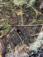 Pleocoma dubitabilis