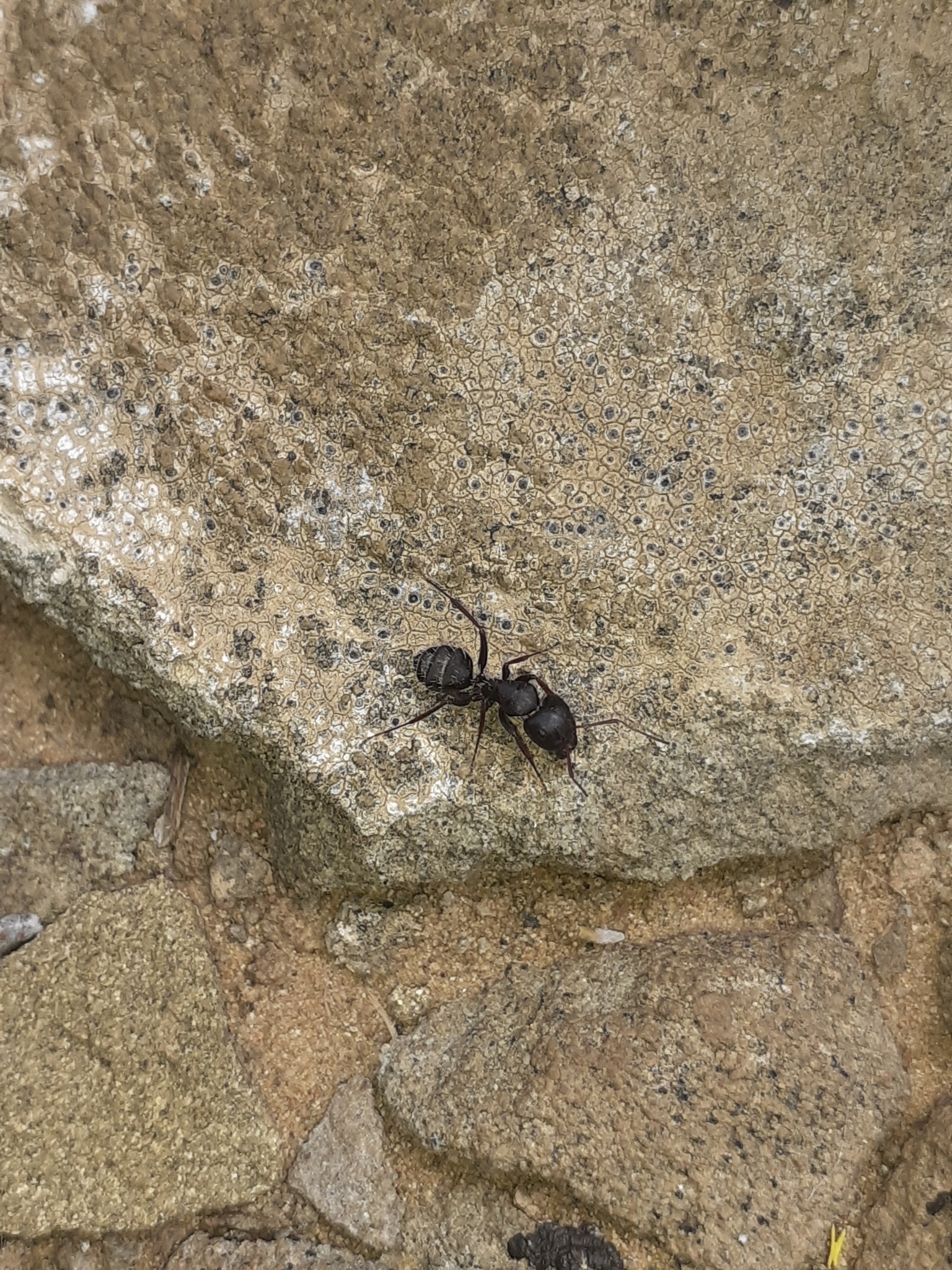 Camponotus victoriae