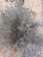 Phymaspermum thymelaeoides