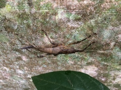 Meroncidius flavolimbatus