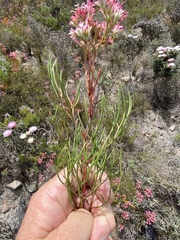 Serruria meisneriana