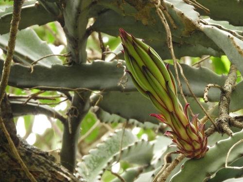 Representative image of Selenicereus