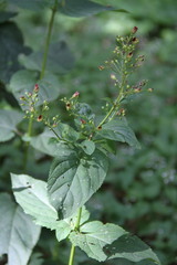 Scrophularia scopolii