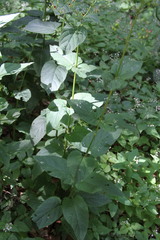 Scrophularia scopolii