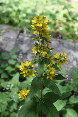Lysimachia verticillaris