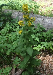 Lysimachia verticillaris