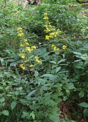 Lysimachia verticillaris