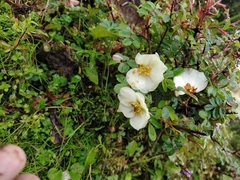 Rosa sericea