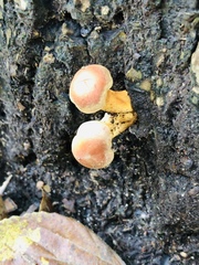 Hypholoma lateritium