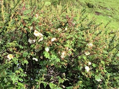 Rosa sericea