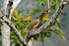 Turdus leucomelas