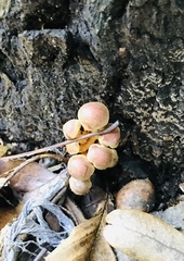 Hypholoma lateritium