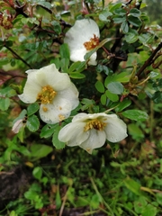 Rosa sericea