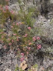 Serruria meisneriana